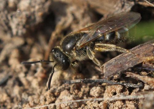 Lasioglossum sp.